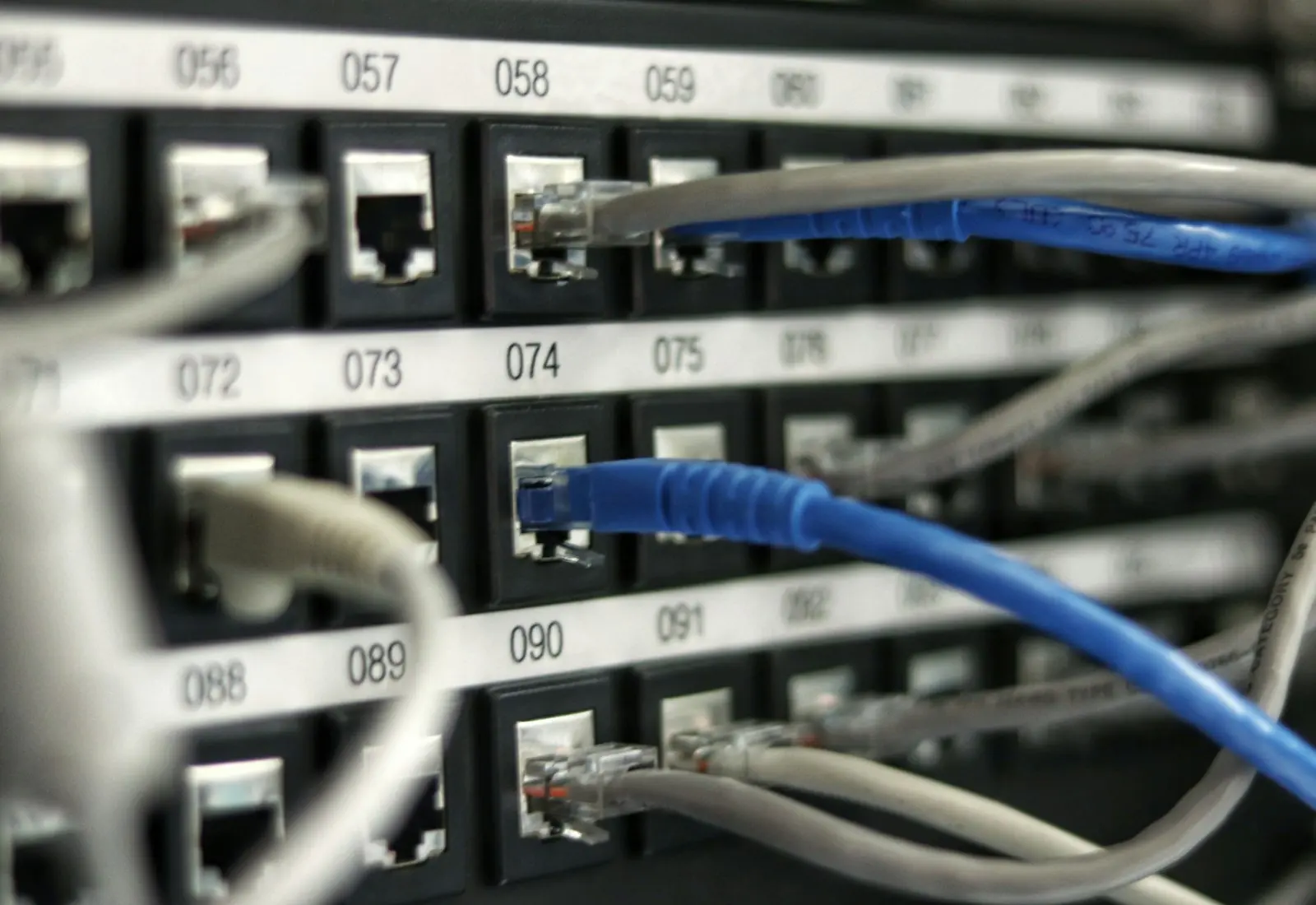 Ethernet cables plugged into a network switch